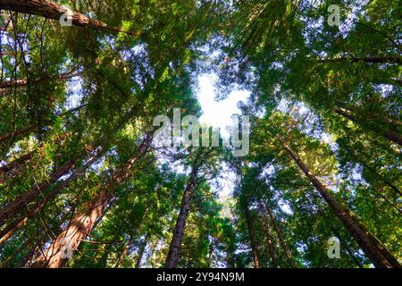 Forêt de séquoias de Monte Cabezón, Monument naturel des séquoias de Monte Cabezón, Cabezon de la Sal, Cantabrie, Espagne Banque D'Images