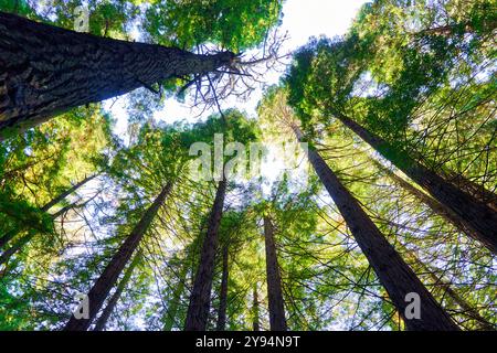 Forêt de séquoias de Monte Cabezón, Monument naturel des séquoias de Monte Cabezón, Cabezon de la Sal, Cantabrie, Espagne Banque D'Images