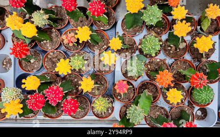 Les cactus colorés dans des pots affichent une vue de dessus de plantes du désert vibrantes Banque D'Images