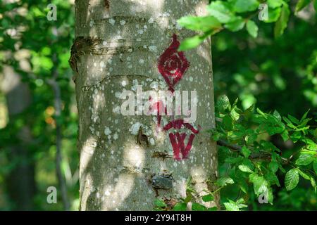 Des symboles rouges vibrants sont peints sur un tronc d'arbre entouré d'un feuillage vert abondant, suggérant un marquage de chemin naturel dans la forêt pendant le jour Banque D'Images