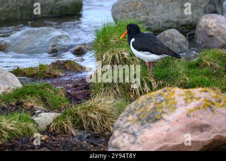 Un Oystercatcher solitaire au plumage noir et blanc saisissant est perché sur une herbe verte luxuriante parmi des pierres lisses, surplombant l'eau paisible à l'aube Banque D'Images