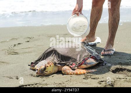 Un homme essayant de garder une tortue caouanne fatiguée et malade (caretta caretta), échouée sur la plage, en vie et en sécurité. Banque D'Images