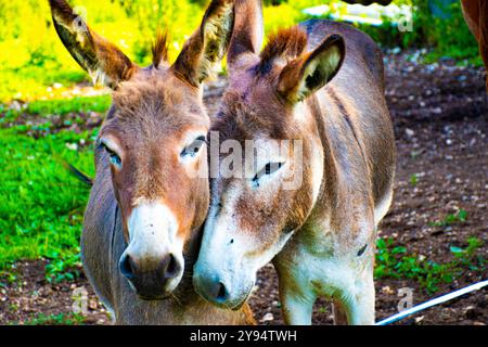 Deux ânes gris à Asiago présenter pour la photo Banque D'Images