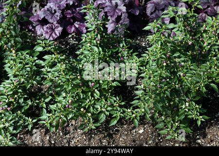 Capsicum annuum - des piments chauds ornementaux poussant dans un jardin à côté de Hheuchera 'Dolce Wildberry'. Banque D'Images