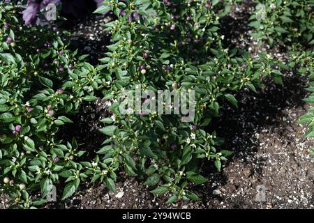 Capsicum annuum - piments piquants ornementaux poussant dans un jardin. Banque D'Images