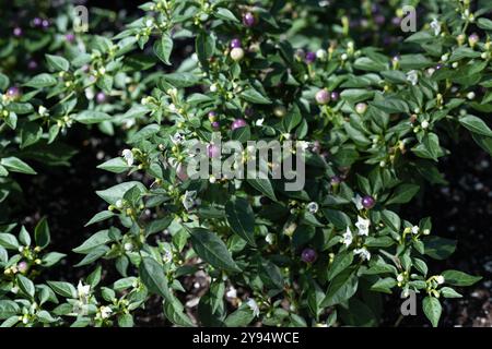 Capsicum annuum - piments piquants ornementaux poussant dans un jardin. Banque D'Images