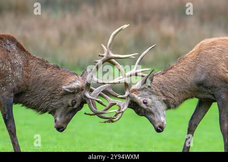 Gros plan de deux cerfs ornitheux (Cervus elaphus) qui combattent en bloquant des bois au cours d'une bataille féroce d'accouplement dans les prairies pendant l'ornière en automne Banque D'Images