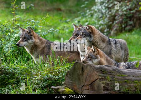 Loup meute de quatre loups eurasiens / loups gris européens (Canis lupus lupus) chassant en forêt / bois Banque D'Images