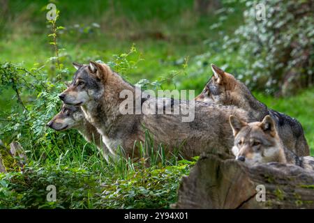 Loup meute de quatre loups eurasiens / loups gris européens (Canis lupus lupus) chassant en forêt / bois Banque D'Images