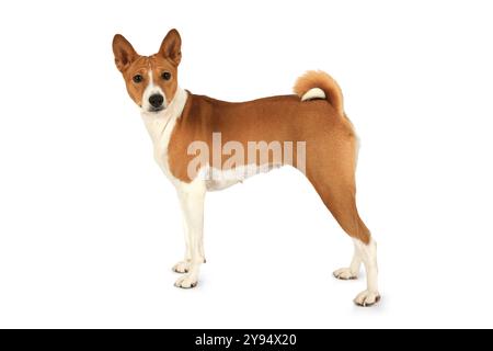 Plan studio d'un chien Basenji pur-sang debout sur un fond blanc Banque D'Images