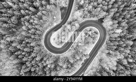 Une route sinueuse traverse une forêt luxuriante, avec de grands arbres bordant les deux côtés. La capture en noir et blanc souligne les courbes de la route et la texture du feuillage. Banque D'Images