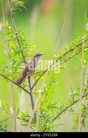 Gros plan d'une paruline de Savi, Locustella luscinioides, chantant pour attirer une femelle pendant la saison de reproduction au printemps Banque D'Images