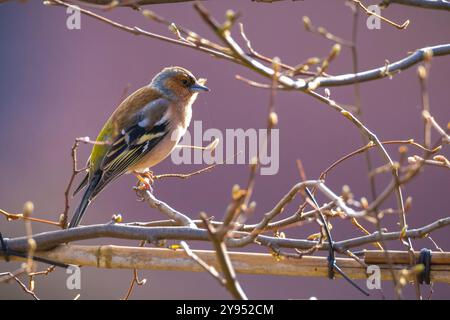 Gros plan d'un chaffinch mâle, Fringilla coelebs, chantant sur un arbre dans une forêt verte. Banque D'Images