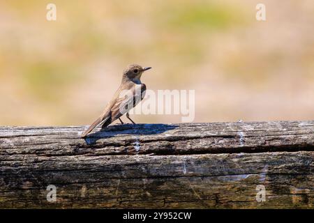 Gros plan d'un oiseau mouche taché, Muscicapa striata, perché sur une branche, chantant dans une forêt verte pendant la saison de reproduction printanière. Banque D'Images