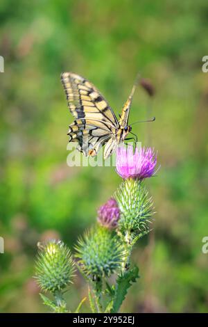 Old World Swallowtail aussi papillon jaune commun, Papilio machaon, nourrissant le nectar d'une fleur de chardon violet dans une belle prairie Banque D'Images
