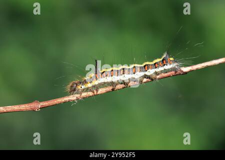 Gros plan d'une chenille d'un poignard gris, Acronicta psi, rampant de papillon et mangeant dans la forêt Banque D'Images