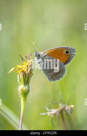 Gros plan d'un petit papillon de santé, Coenonympha pamphlus, reposant en plein soleil dans l'herbe avec ailes fermées Banque D'Images