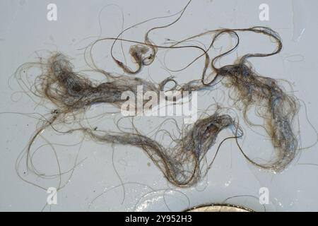 Cheveux et savon d'un drain de douche. Un mélange dégoûtant de cheveux et de savon provenant d'un trou de drainage de sortie de douche domestique. Déboucher les cheveux d'un drain bouché. Banque D'Images