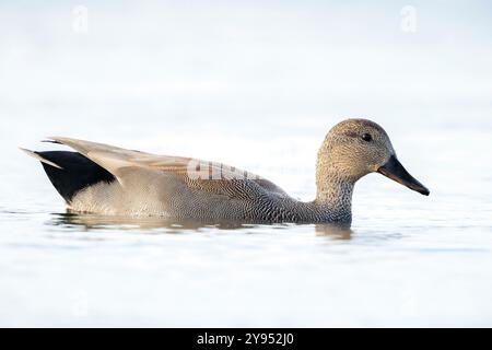 Un gadwall, Mareca strepera, canard mâle, nageant vers la caméra. Banque D'Images