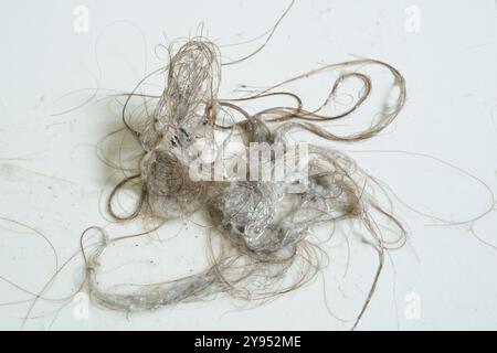 Cheveux et savon d'un drain de douche. Un mélange dégoûtant de cheveux et de savon provenant d'un trou de drainage de sortie de douche domestique. Déboucher les cheveux d'un drain bouché. Banque D'Images