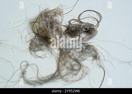 Cheveux et savon d'un drain de douche. Un mélange dégoûtant de cheveux et de savon provenant d'un trou de drainage de sortie de douche domestique. Déboucher les cheveux d'un drain bouché. Banque D'Images