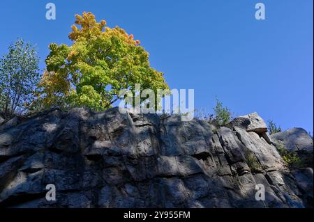Cette photo capture une scène naturelle saisissante avec un arbre vert et jaune vif debout fièrement au sommet d'une falaise rocheuse sous un ciel bleu vif. Le roc Banque D'Images