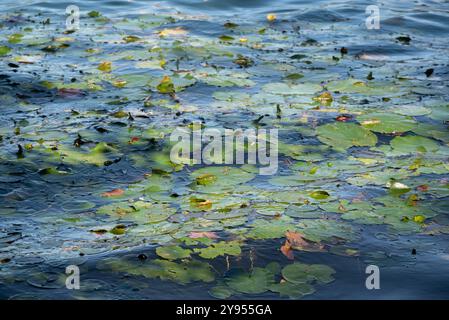 Nénuphars pad en Slovénie, lac Bled, avec des reflets du soleil sur le nénuphar et sur la surface de l'eau. C'est un jour ensoleillé d'automne. Banque D'Images