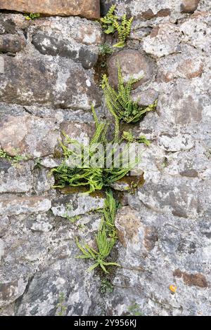 Gros plan de fougères vertes éclatantes qui poussent entre les fissures d'un mur de pierre au Cooper's Lodge à Tawnadremira. L'image capture le contraste b. Banque D'Images