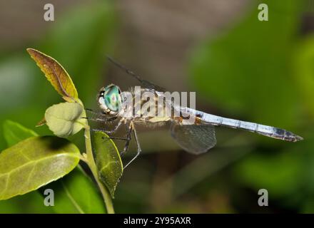 Bleu Dasher Dragonfly Pachydiplax longipennis insecte nature écumer feuille. Banque D'Images