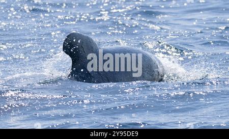 Une baleine pilote à longues nageoires, ou baleine à tête plate, Globicephala melas, à la surface. Banque D'Images