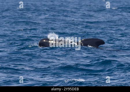 Une baleine pilote à longues nageoires, ou baleine à tête plate, Globicephala melas, à la surface. Banque D'Images