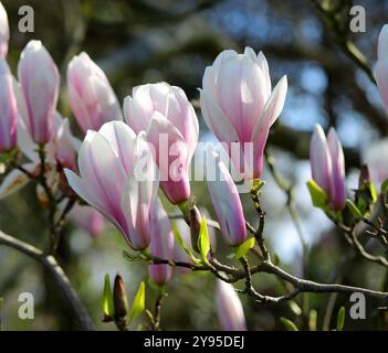 Magnolia x soulangeana 'Speciosa', Magnoliaceae. Japon, Asie.. Banque D'Images