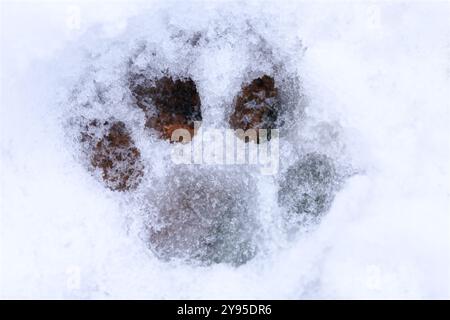 Un seul imprimé patte de chat dans la neige Banque D'Images