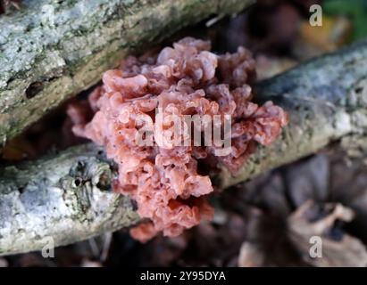 Cerveau feuillu, Phaeotremella frondosa (Tremella frondosa), Phaeotremellaceae (Tremellaceae). Phaeotremella foliacea (Tremella foliacea). Banque D'Images