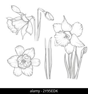 Illustration vectorielle de fleurs dessinées à la main jonquille. Narcisse fleuri. Illustration de Vecteur