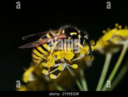 Une guêpe commune, Vespula vulgaris, en gros plan et bien concentrée, se nourrissant de persil sauvage. La fleur est principalement floue et le fond est noir. Banque D'Images