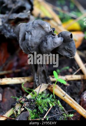 Selle Elfin, selle gris ardoise ou selle Elfin noire cannelée, Helvella lacunosa, Helvellaceae. Whippendell Woods, Hertfordshire, Royaume-Uni. Banque D'Images