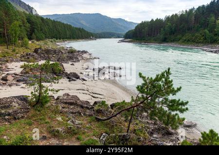 De petits pins poussent sur la côte rocheuse de la rivière Katun, paysage sibérien. République de l'Altaï, Russie Banque D'Images