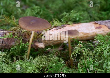 Champignon Strobilurus esculentus dans la mousse. Connu sous le nom de bouchon Sprucecone. Petits champignons bruns dans la forêt d'épicéas. Banque D'Images