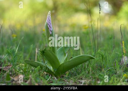 Orchis militaris plante au printemps dans la prairie. Connue sous le nom d'orchidée militaire. Fleur violette avec de grandes feuilles vertes poussant dans l'herbe. Banque D'Images