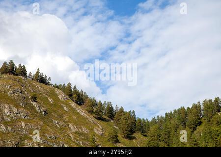 Les pins de Sibérie poussent sur les montagnes rocheuses sous le ciel nuageux un jour d'été, photo de paysage du Krai de l'Altaï, Russie Banque D'Images