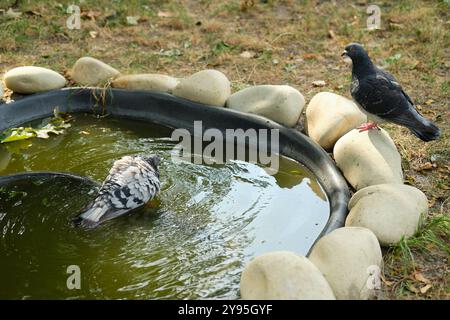 Deux pigeons, un baignant et un debout à proximité, se rassemblent dans un petit étang de jardin bordé de pierres par une journée ensoleillée. Capture le comportement de la nature et de la faune dans un Banque D'Images