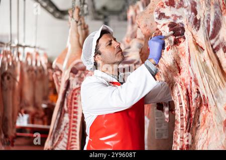 Boucher mesurant la température des carcasses de bœuf suspendues dans un entrepôt frigorifique Banque D'Images