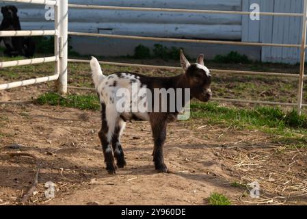 petite chèvre blanche et brune sur le ranch. Banque D'Images