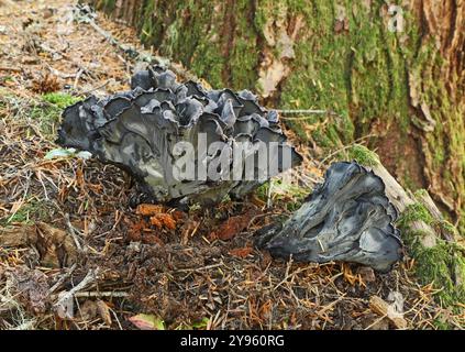 Polyozellus multiplex, également appelé chanterelle bleue ou chanterrelle noire, pousse dans la forêt ancienne dans les montagnes des Cascades de l'Oregon près de Marion Fo Banque D'Images