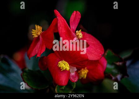 Placentia, Californie, États-Unis. 8 octobre 2024. Des bégonia rouges fleurissent dans le jardin ombragé. Le jardin de la maison photographerÃs montre des couleurs vives et est plein de vie au début d'octobre. L'automne vient dans les jardins de banlieue du comté d'Orange, en Californie, avec des températures chaudes et des nuits fraîches. (Crédit image : © Bruce Chambers/ZUMA Press Wire) USAGE ÉDITORIAL SEULEMENT! Non destiné à UN USAGE commercial ! Banque D'Images