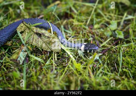 Serpent d'herbe d'Europe (Natrix Natrix) se faufilant dans l'herbe et la mousse dans un pré humide, reconnaissable par les taches typiques en forme de croissant de lumière sur le b. Banque D'Images