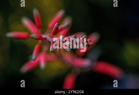 Placentia, Californie, États-Unis. 8 octobre 2024. Le jardin de la maison du photographe montre des couleurs vives et est plein de vie début octobre. L'automne vient dans les jardins de banlieue du comté d'Orange, en Californie, avec des températures chaudes et des nuits fraîches. (Crédit image : © Bruce Chambers/ZUMA Press Wire) USAGE ÉDITORIAL SEULEMENT! Non destiné à UN USAGE commercial ! Banque D'Images