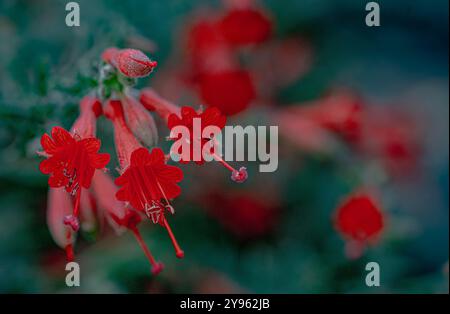 Placentia, Californie, États-Unis. 8 octobre 2024. Le jardin de la maison du photographe montre des couleurs vives et est plein de vie début octobre. L'automne vient dans les jardins de banlieue du comté d'Orange, en Californie, avec des températures chaudes et des nuits fraîches. (Crédit image : © Bruce Chambers/ZUMA Press Wire) USAGE ÉDITORIAL SEULEMENT! Non destiné à UN USAGE commercial ! Banque D'Images