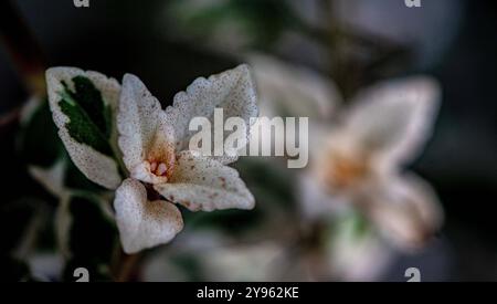 Placentia, Californie, États-Unis. 8 octobre 2024. Le jardin de la maison du photographe montre des couleurs vives et est plein de vie début octobre. L'automne vient dans les jardins de banlieue du comté d'Orange, en Californie, avec des températures chaudes et des nuits fraîches. (Crédit image : © Bruce Chambers/ZUMA Press Wire) USAGE ÉDITORIAL SEULEMENT! Non destiné à UN USAGE commercial ! Banque D'Images